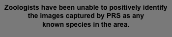 Zoologists have been unable to positively identify the images captured by PRS as any  known species in the area.  